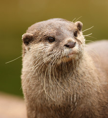 Portrait of an oriental short-clawed otter