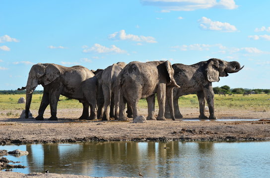 Nxai pan national park, Botswana