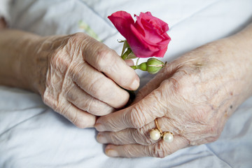 Hands of 92 years old lady holding beautiful rose - close up