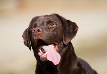 Chocolate Labrador Dog Watching - obrazy, fototapety, plakaty