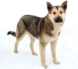 Homeless dog in the snow