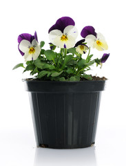 pot with pansy