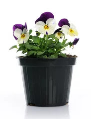 Tuinposter pot with pansy © Anna Khomulo