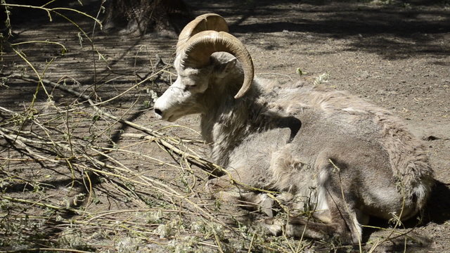 argali in the zoo