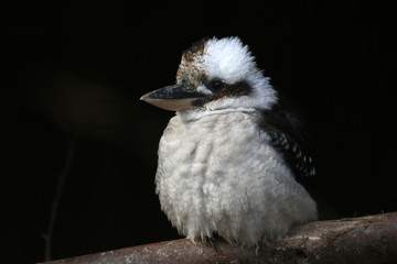 Kookaburra