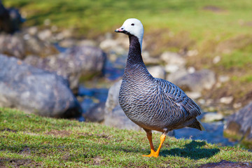 Gans