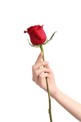 Naklejka premium Piękna kobieta ręka trzyma czerwoną różę