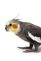 gray nymph
