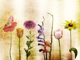 Obrazy  Kwiaty w tle