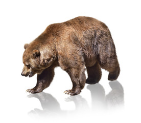 Brown Bear