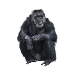 Chimpanzee
