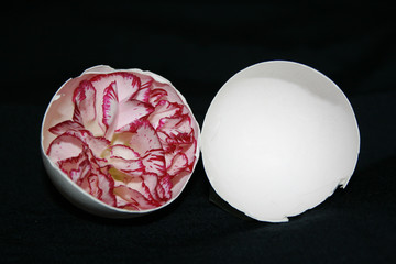 Egg and Carnation