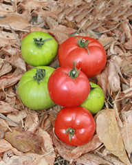 Autumn Tomatoes