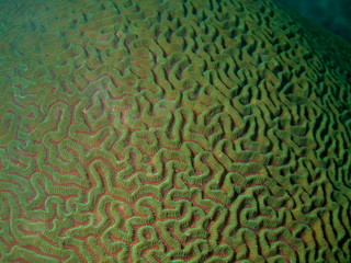 Stone coral, Philippine sea