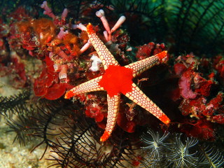 Fototapeta premium Starfish, Philippine sea