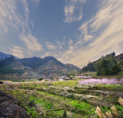Fototapeta na wymiar Rural landscape,Peach Blossom in China,