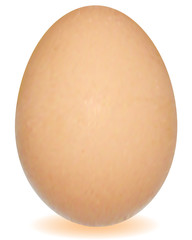 Egg on a white background