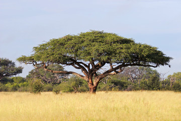 Naklejka premium Afrykańskie drzewo akacjowe, Park Narodowy Hwange