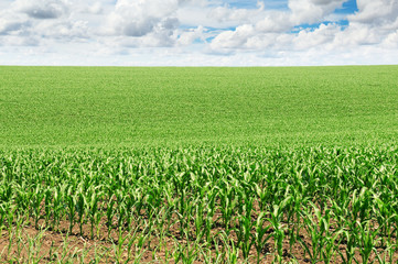 Fototapeta na wymiar pole kukurydzy z młodych pędów