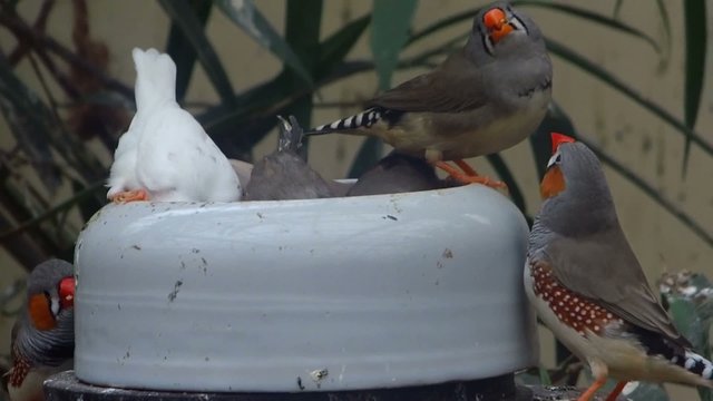 fressende Zierv&ouml;gel