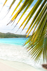 große Palmenwedel am Seychellenstrand