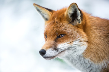 Naklejka na ściany i meble Fox in Snow
