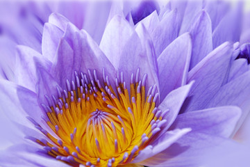 Nénuphar violet - Nymphaea coerulea