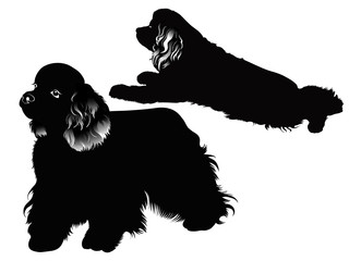cocker spaniel dog vector isolated on white background