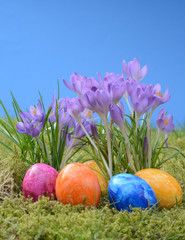 Ostereier und Krokus