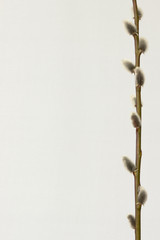 Bildrand aus einzelnem Weidenzweig