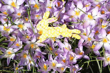 Osterhase zwischen Krokussen