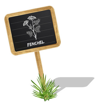Fenchel Schildchen Vektor