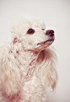 White Poodle Puppy