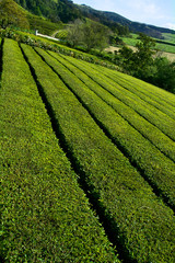 Green tea plantation