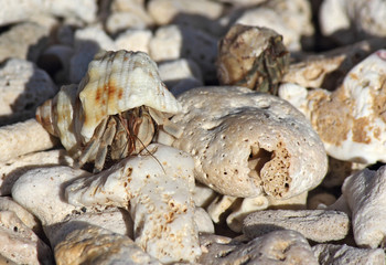 small crab in a shell on the beach, between the pebbles
