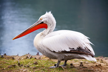 White pelican