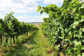 Fototapeta na wymiar Burgenland vineyards in Austria