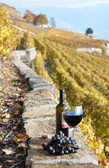 Wine on the terrace vineyard in Lavaux region, Switzerland