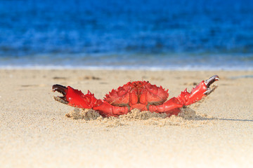 Red Crab at the beach