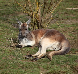 Naklejka na ściany i meble kangur leżącego