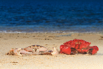Red Crab at the beach