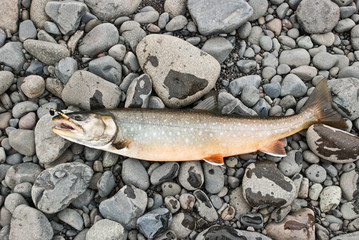Arctic char