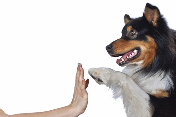 handshake