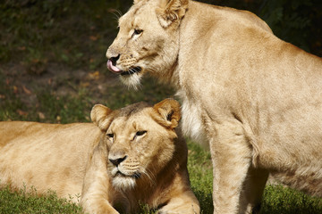Close-up of Lionesses