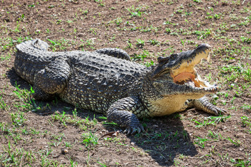 krokodil met open kaken