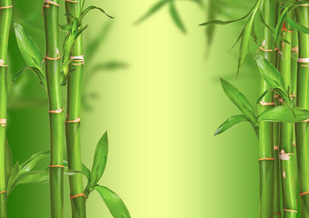 Spa still life with bamboo sprouts, free space for text