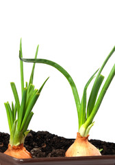 Fototapeta premium organically grown onions