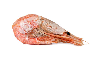 shrimp isolated