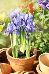 Iris im Blumentopf
