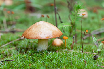Mushrooms in the moss
